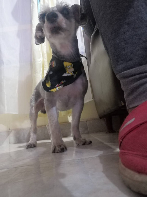 Barbas