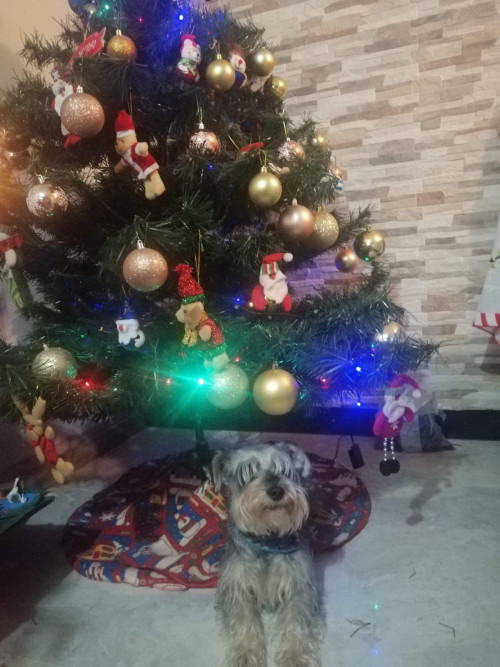Barbas
