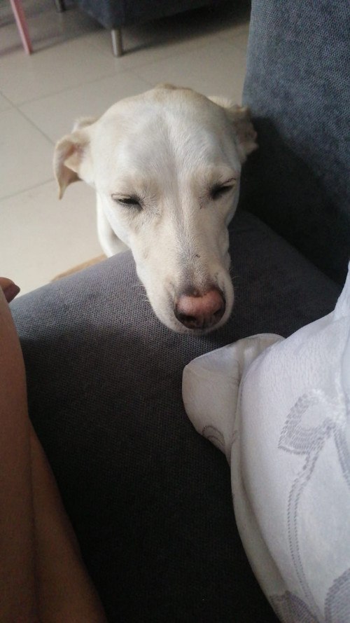Lulú