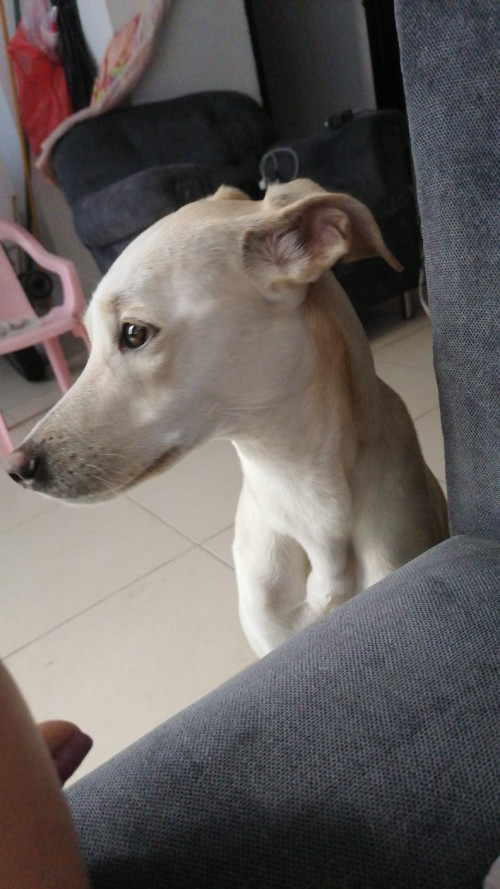 Lulú