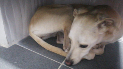 Lulú