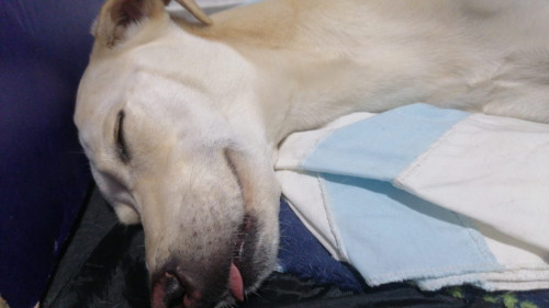 Lulú
