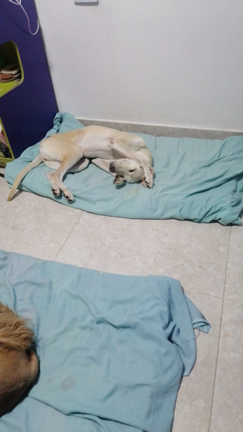 Lulú