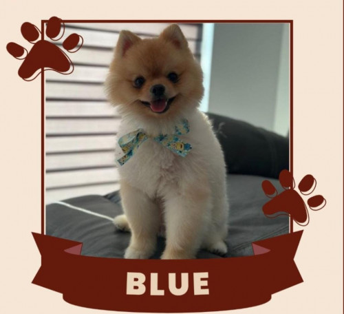 Blue