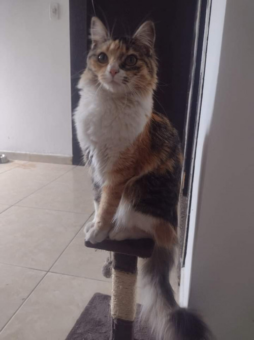 Nena