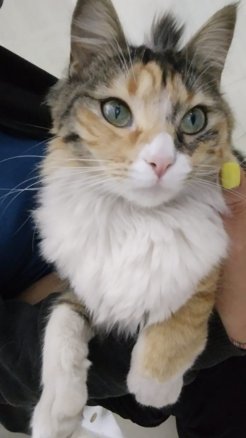 Nena