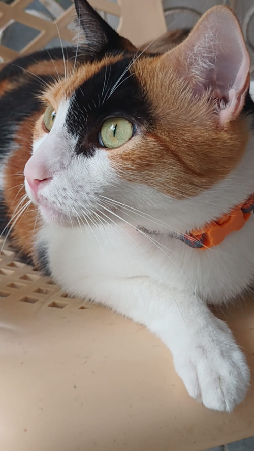 Nina