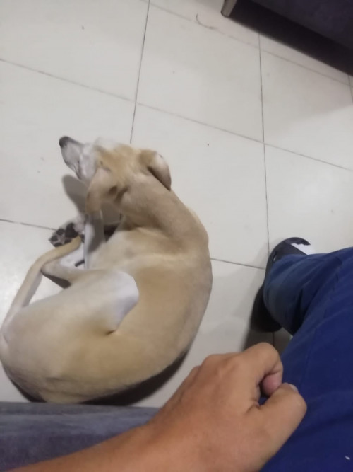 Lulú
