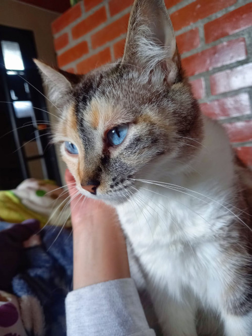 Bebe