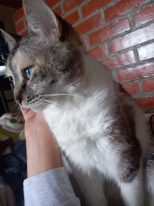 Bebe