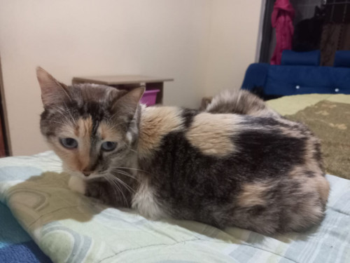 Bebe