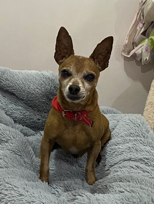 Mateo
