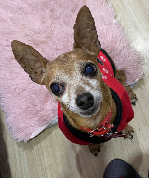 Mateo