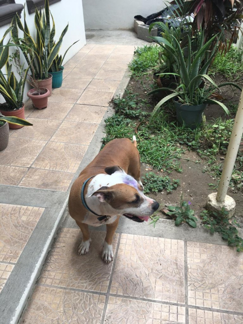 Sheila
