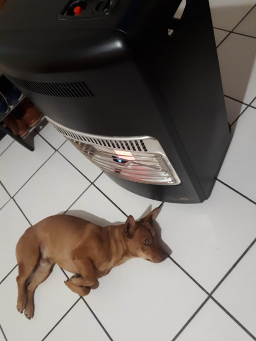Canelo