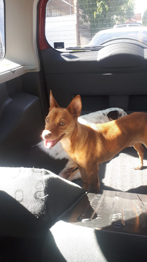 Canelo