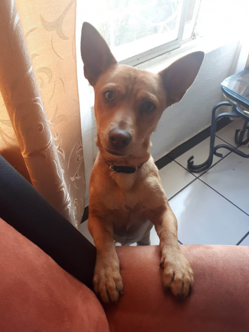 Canelo