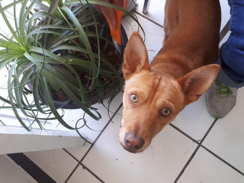 Canelo