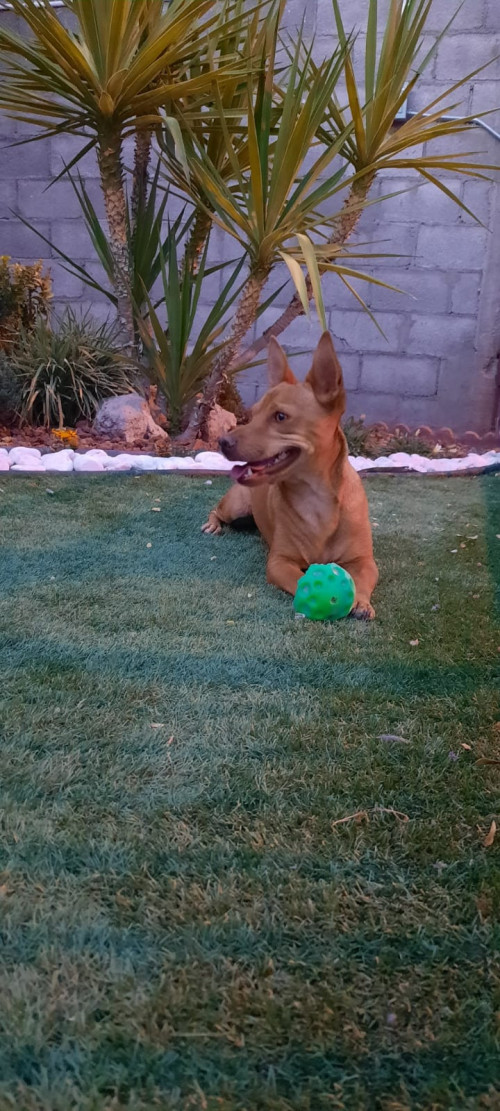 Canelo