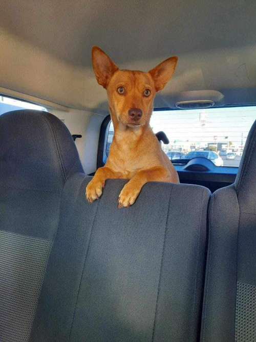 Canelo