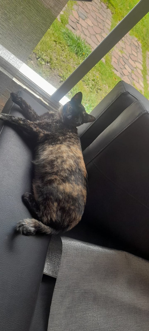 Bella