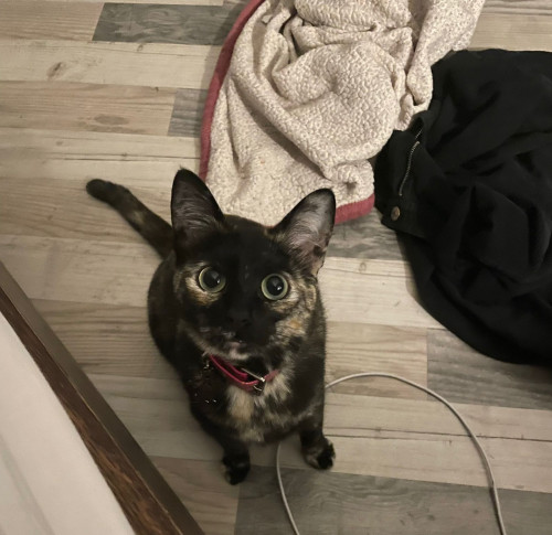 Bella