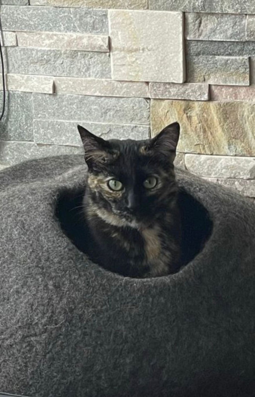 Bella