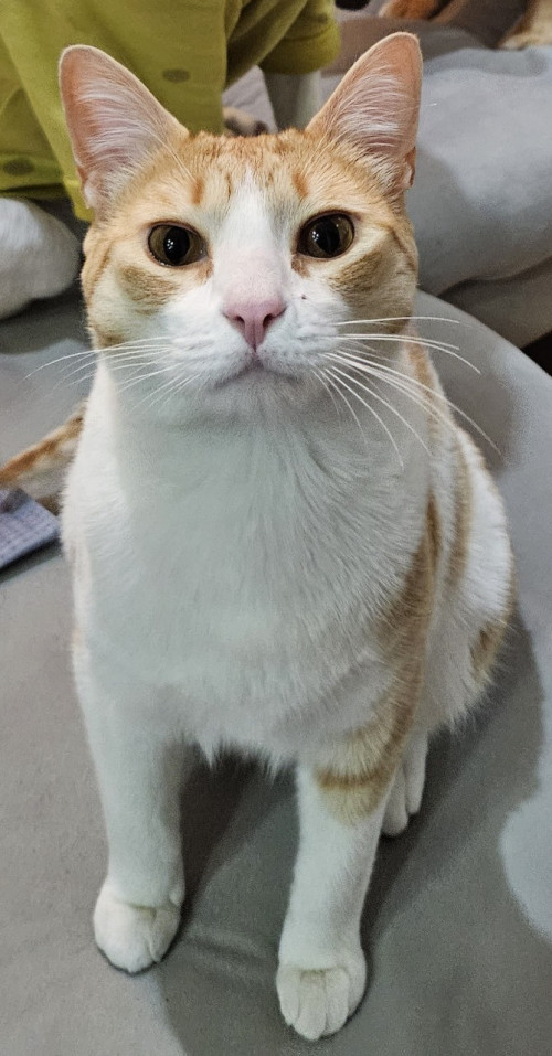 Michi