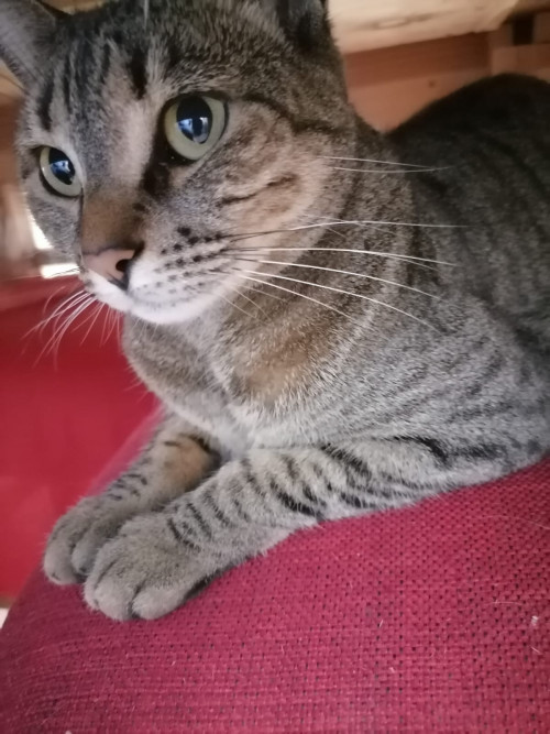 Chabela