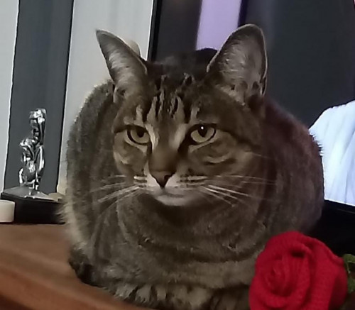 Chabela