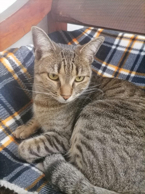 Chabela