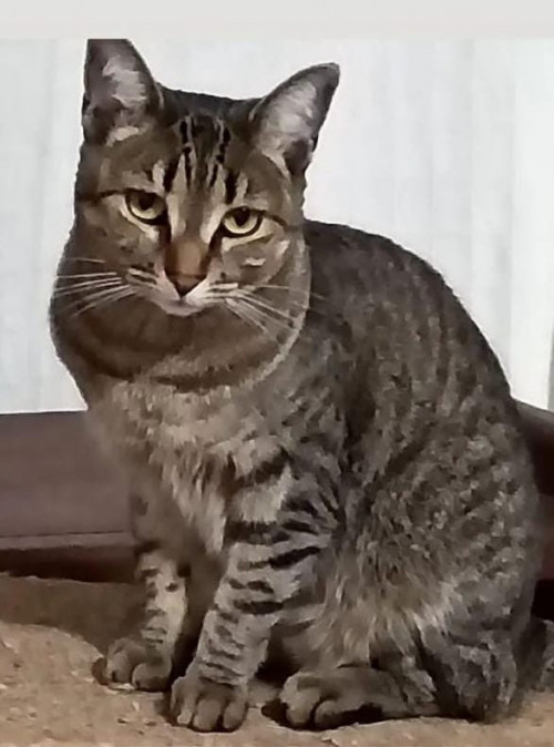Chabela