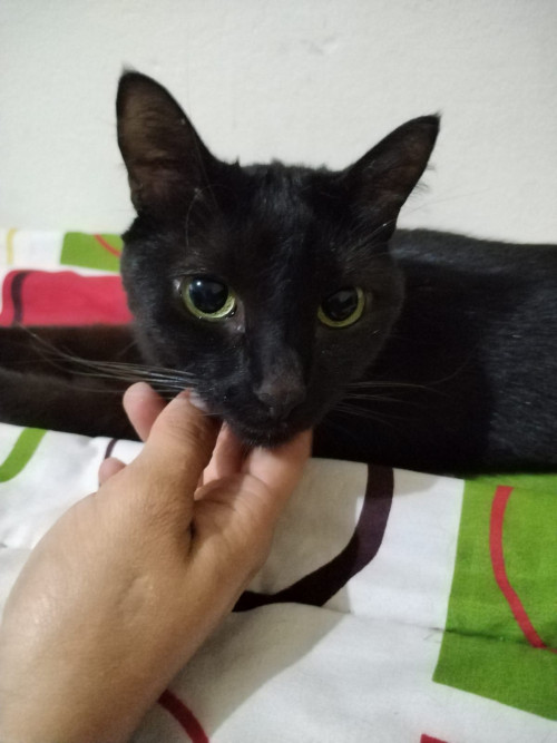 Negrita