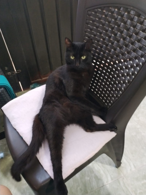 Negrita