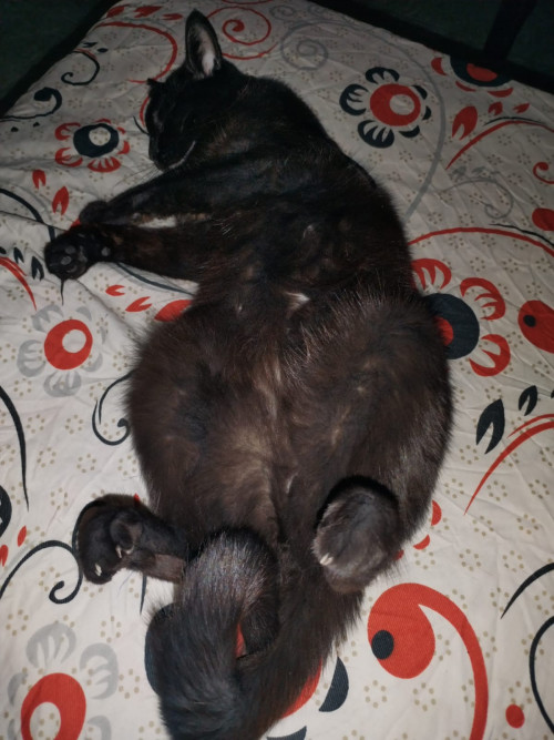 Negrita