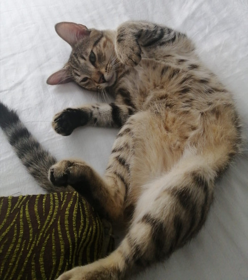 Oziel