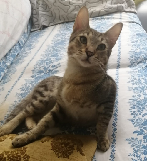 Oziel