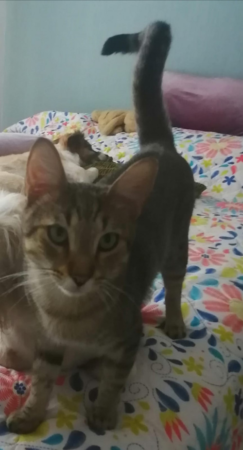 Oziel