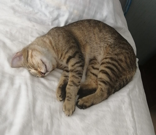 Oziel