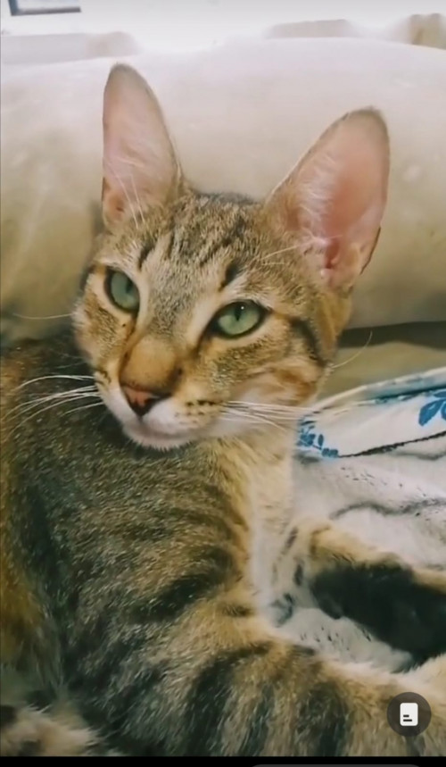 Oziel