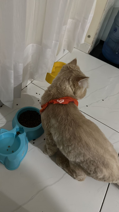 Romeo