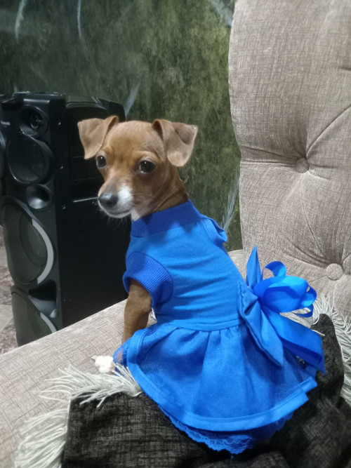 Estrellita
