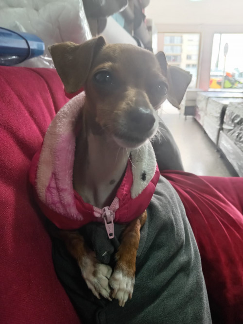 Estrellita