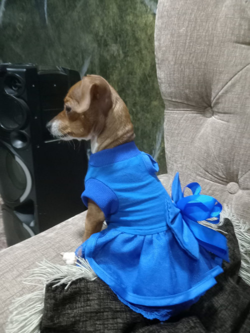 Estrellita