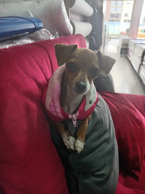 Estrellita
