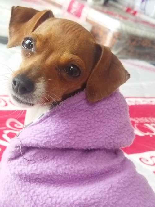 Estrellita