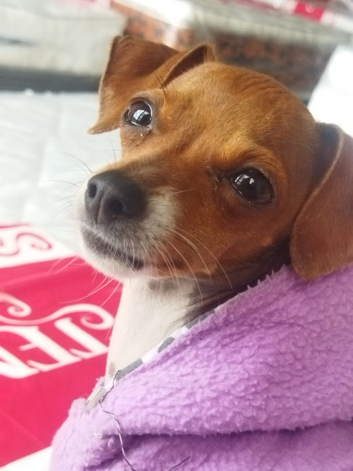 Estrellita