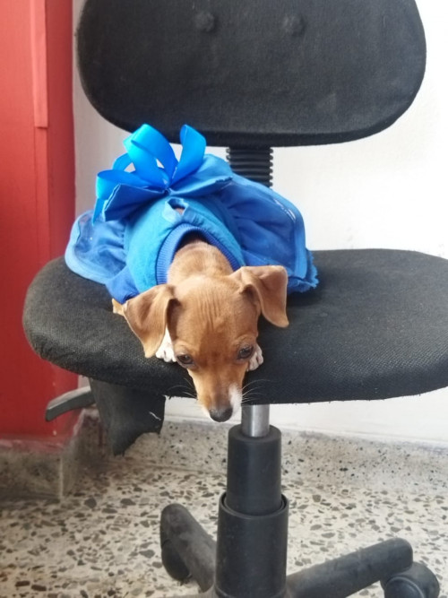 Estrellita