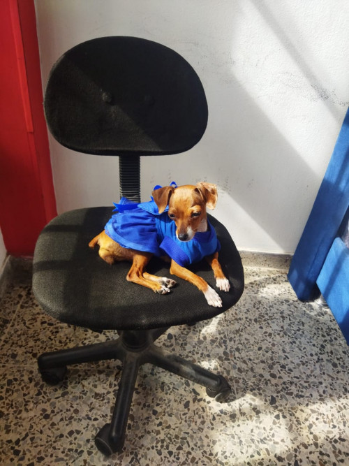 Estrellita