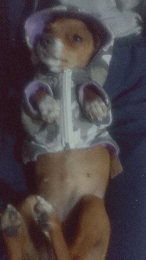 Estrellita